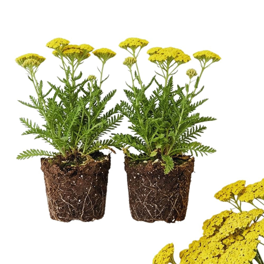 2 Golden Yarrow Plants Live, 4 to 6 Inc Tall, Yarrow Flower Live Plant, Bare Roots