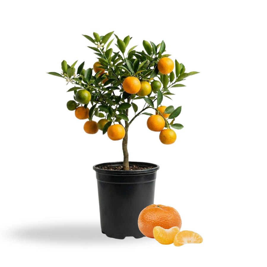 Dwarf Calamondin Tree Live Plant, Calamansi Orange Tree, 3-4 Feet Tall, Indoor Outdoor Garden Fruit Tree