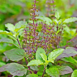 Holy Basil Live Plant, Tulasi Herb Plant in 4 Inch Pot, Fully Rooted 4-8 Inches, Garden or Container Growing