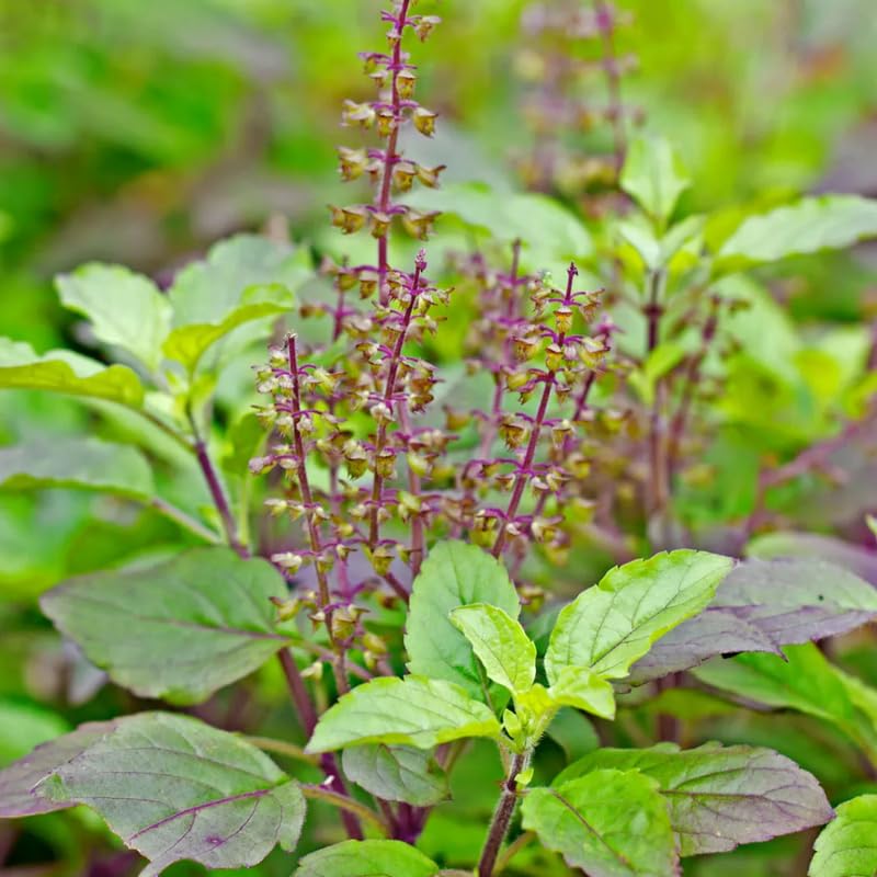 Holy Basil Live Plant, Tulasi Herb Plant in 4 Inch Pot, Fully Rooted 4-8 Inches, Garden or Container Growing