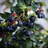 2 Medium Black Huckleberry Bushes, Sweet Huckleberries Trees Live Plants, Starter 4-6 Inc Tall in 4 Inc Pot, Well Rooted, Dormant, Blueberry Like
