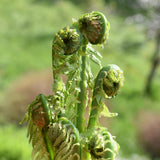 Set 10 Ostrich Fern Rhizomes, Ferns Starter Roots, Perennial Fern Plants, Ready to Grow