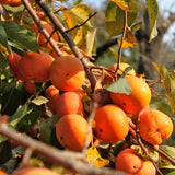 Common Persimmon Trees Live Plants Seedlings, 8-15 Inches Dormant in Winter, Outdoor Planting, Cold Hardy