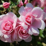 Rose Bush Live Plant - Climbing Rose Plant Live - Bareroot with Soil 7-10 Inch Tall - Fragrant Rose Flowers Heirloom Rose Shrub (Pink Rose)