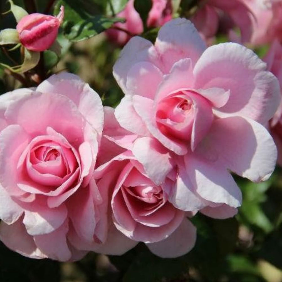 Rose Bush Live Plant - Climbing Rose Plant Live - Bareroot with Soil 7-10 Inch Tall - Fragrant Rose Flowers Heirloom Rose Shrub (Pink Rose)