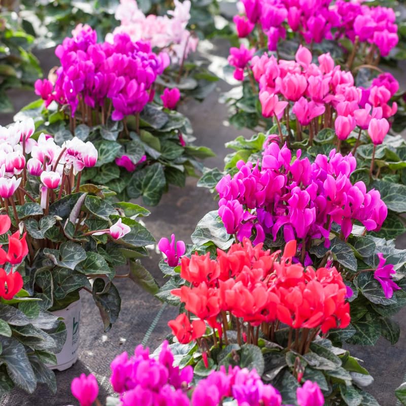 Cyclamen Live Plant in Pot, Hardy Cyclamen Plant Live Vibrant Blooms, in 4 Inc Pot, Indoor Flowering Houseplant for Year-Round Display