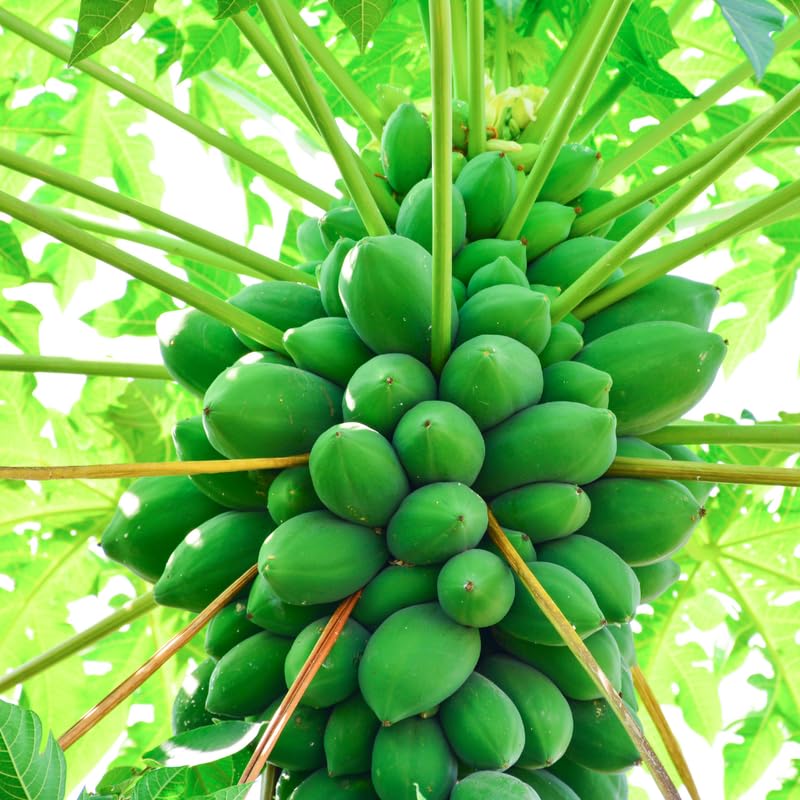 Dwarf Papaya Plant Live Size 8-12" in Half Gallon Pot, Perfect for Containers, Tropical Fruit for Small Spaces, No CA