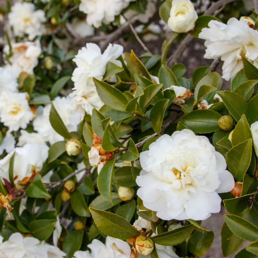 Camellia Plant Live for Outdoor Planting, Camellias Starter in 4'' Pot, Vibrant Ornamental Blooms, 8-12'' Tall (White Camellia)