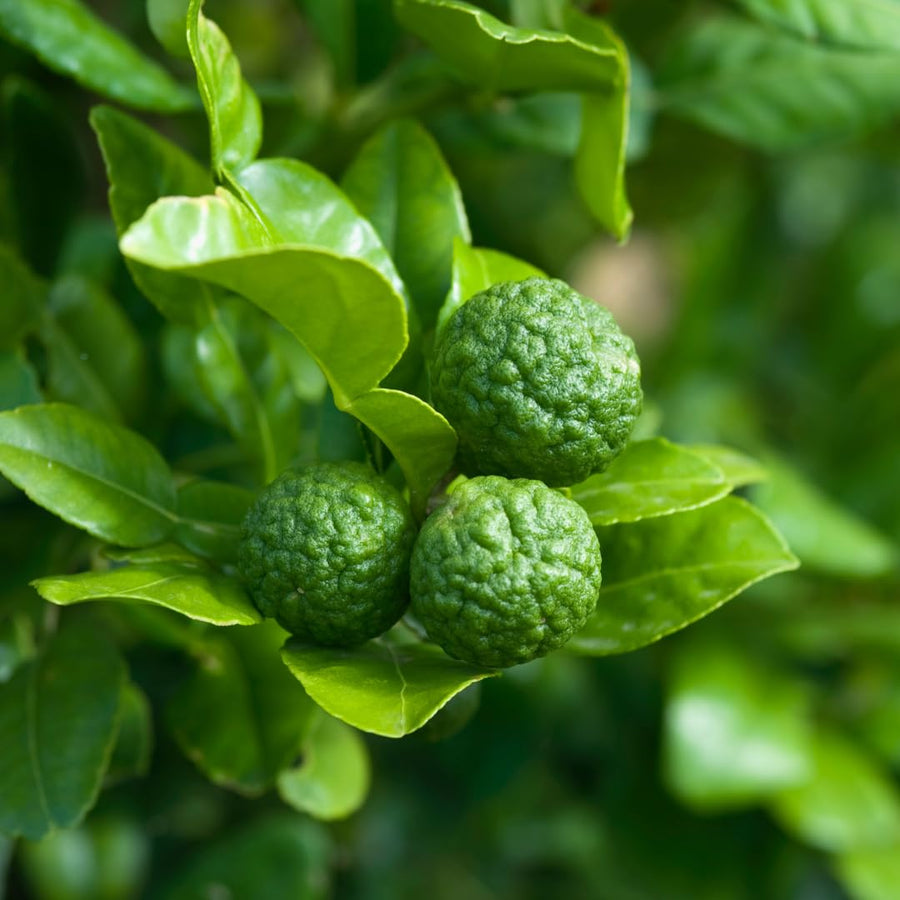 Live Green Lime Tree, Lime Fruit Tree, Grafted Citrus Plant, 2-3 Feet Tall, Ready for Planting