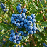 Blueberry Plant Live for Planting, Duke Blueberry Plant, Well Rooted, 6-8 Inc Tall, Berry Shrub for Edible Gardens or Landscapes