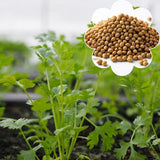 Set of 500 Cilantro Seeds for Planting, Cilantro Herb Vegetable, Herb Seeds, Ready for Planting