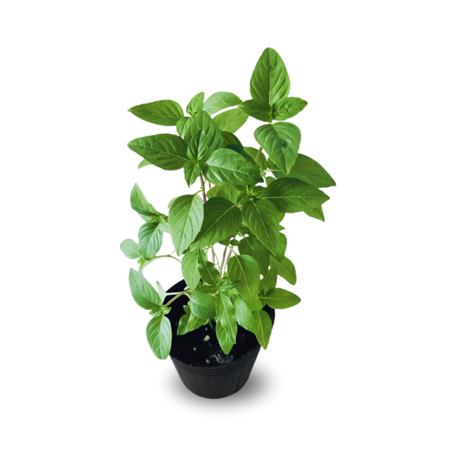 15 Basil Plants Live, Basil Live Plant, 5 to 8 Inc Tall, Herb Plants Gardening Indoor Outdoor