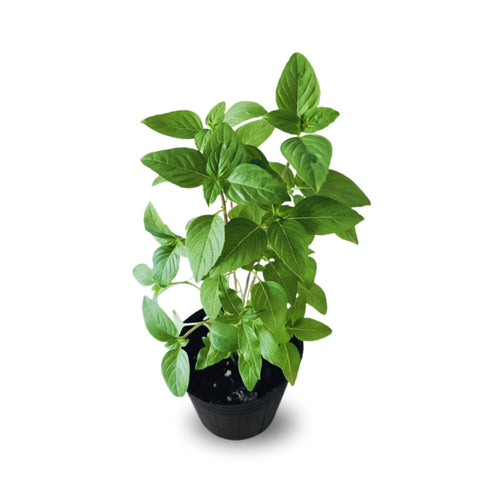 15 Basil Plants Live, Basil Live Plant, 5 to 8 Inc Tall, Herb Plants Gardening Indoor Outdoor