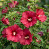 Red Rose of Sharon Plant Live, Rose of Sharon Plant, Quart Pot, 6-10 Inches Tall, Vibrant Bloom, Red Althea for Indoor Outdoor Growing