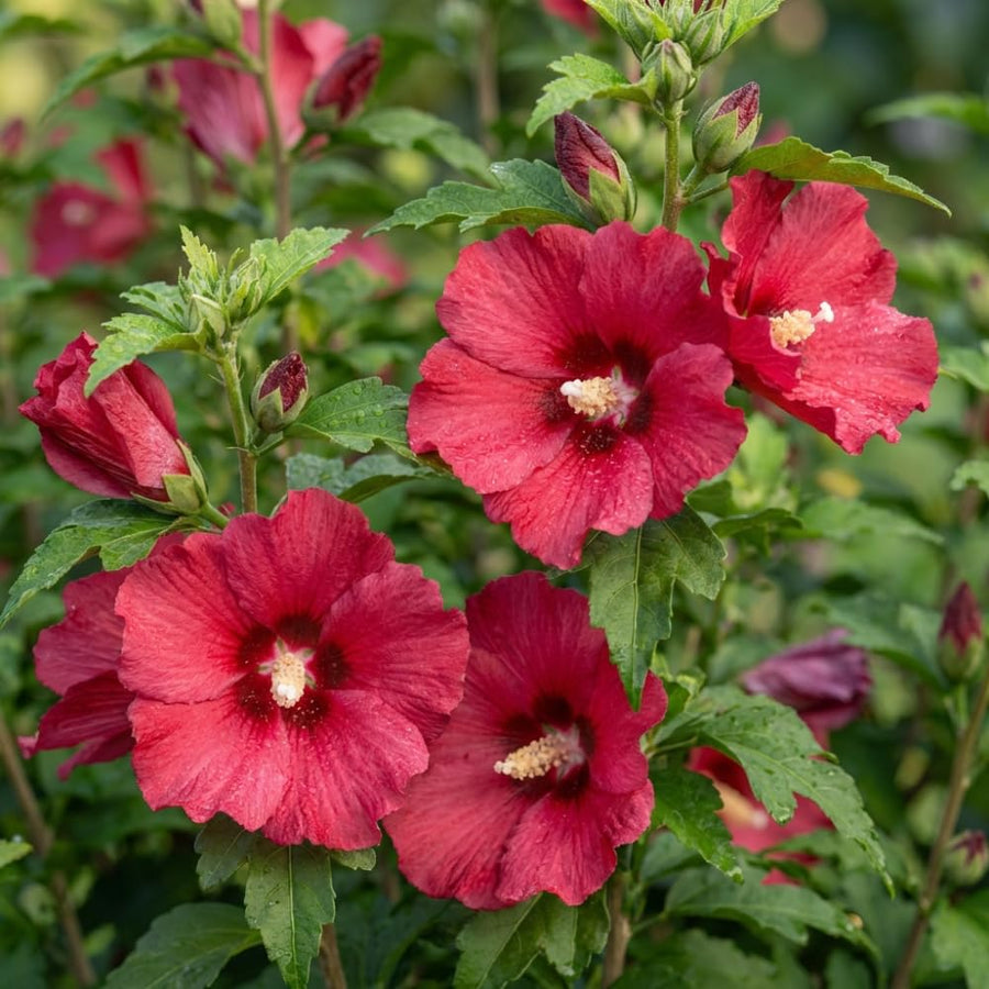 Red Rose of Sharon Plant Live, Rose of Sharon Plant, Quart Pot, 6-10 Inches Tall, Vibrant Bloom, Red Althea for Indoor Outdoor Growing