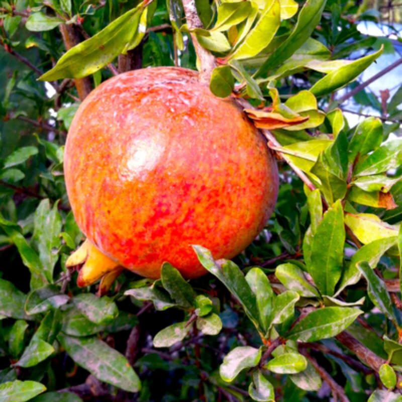 Pomegranate Plant Live in 4" Pot, Cold Hardy Variety, Well-Rooted Fruit Tree Starter for Indoor Outdoor Growing