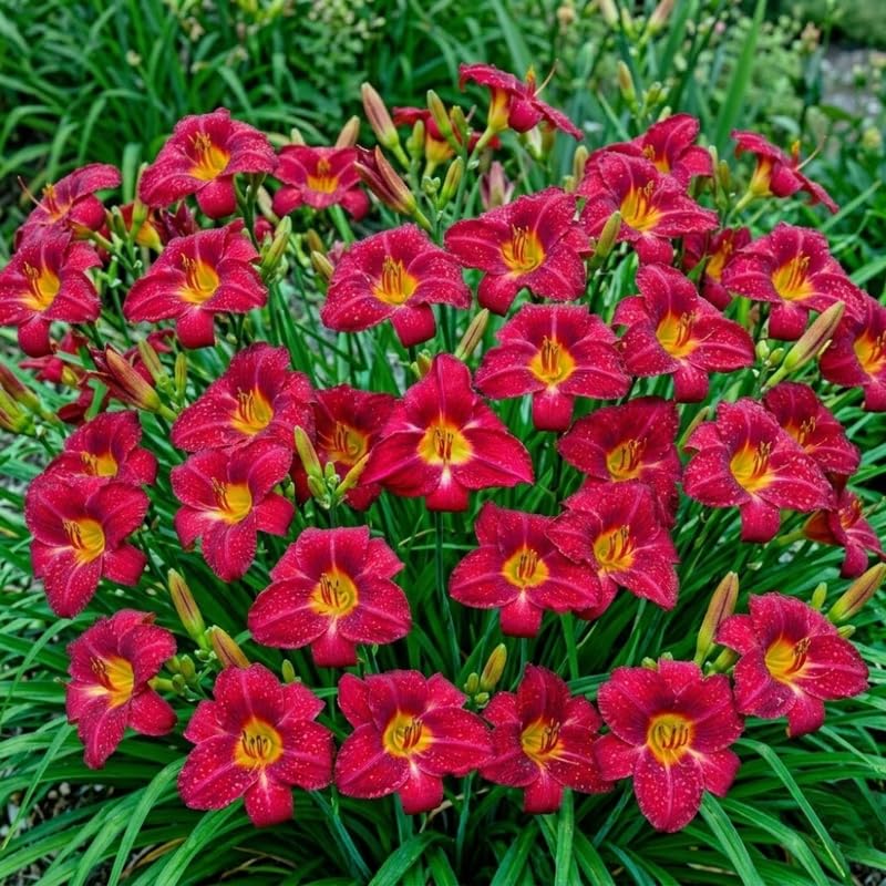 Pack 10 Daylily Bulbs for Planting Spring, Fast Blooming Hardy Perennial Lily Bare Roots for Outdoor Growing (Red Day Lily)