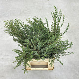 Parvifolia Eucalyptus Plant Live, Eucalyptus Live Plants, in 2.5" Pot, Well-Rooted Starter Plants for Indoor Outdoor Growing