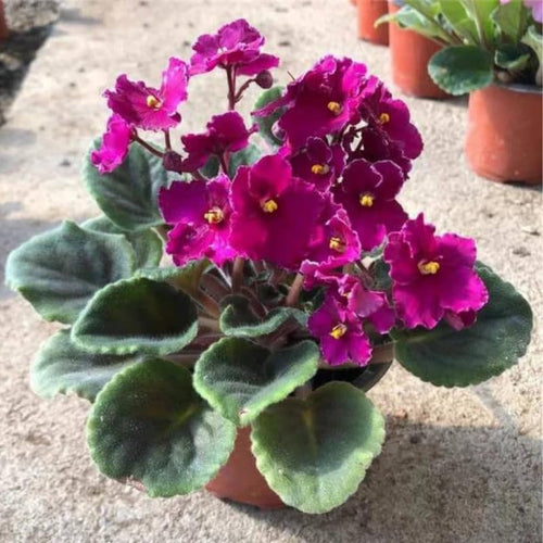 Purple African Violet Live Plant, African Violet Houseplant in 4" Pot, Blooming Indoor Plant for Home or Office with Vibrant Flowers