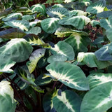 Alocasia Plant Live, Rare Elephant Ear Plant Indoor in 4 Inch Pot, Tropical Foliage, Compact Houseplant for Office, Room and Home Décor - Tropical