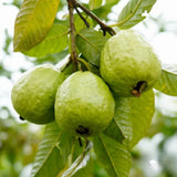 Guava Plant Live, White Guava Tree Live Plant in 4 Inc Potted, Easy Tropical Fruit for Gardens