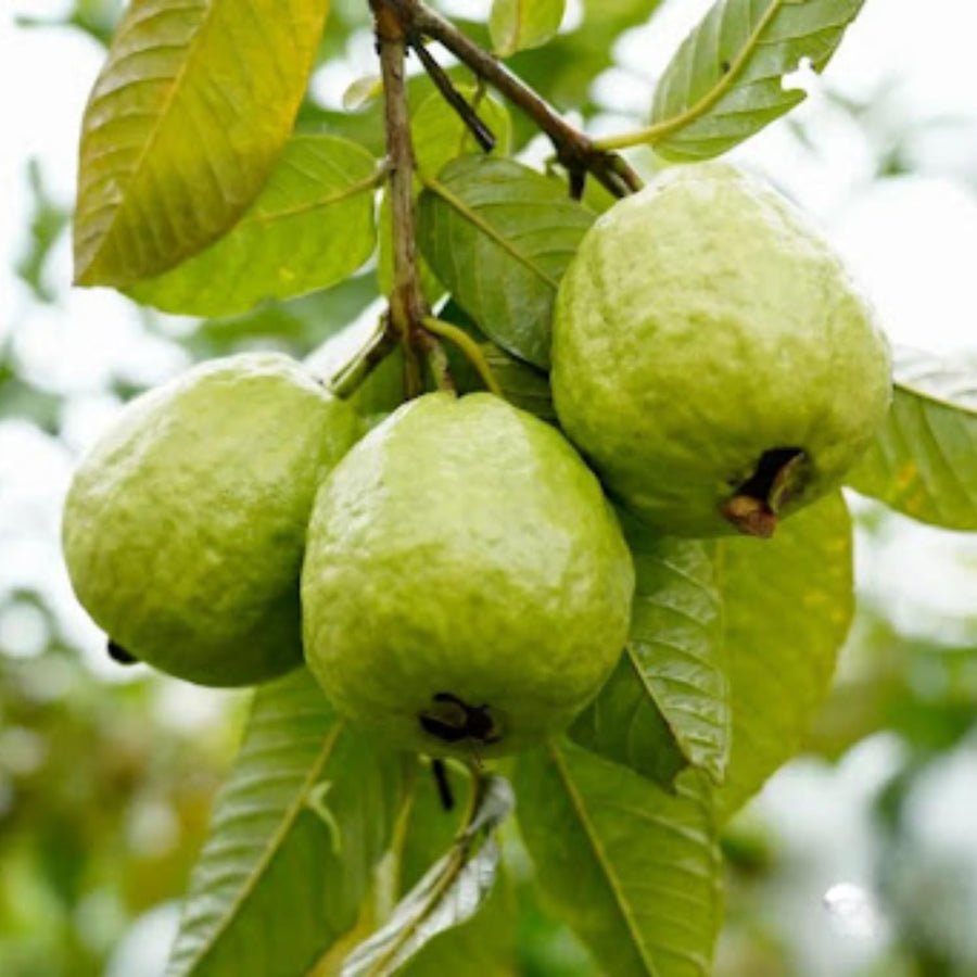 Guava Plant Live, White Guava Tree Live Plant in 4 Inc Potted, Easy Tropical Fruit for Gardens