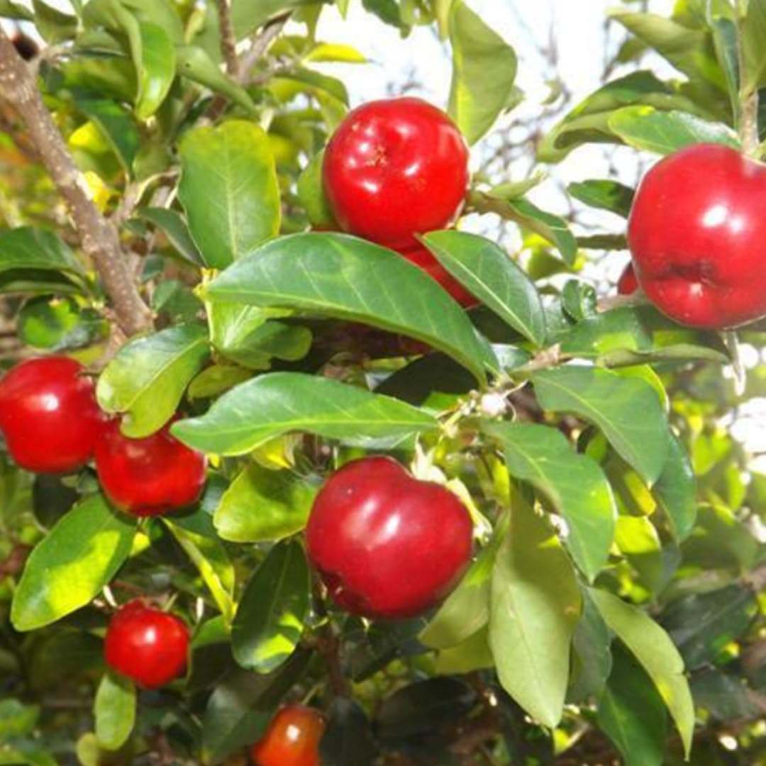 2 Acerola Barbados Cherry Trees Live Plant, 5-10 Inch Tall, Barbados Cherry Plants Live for Planting