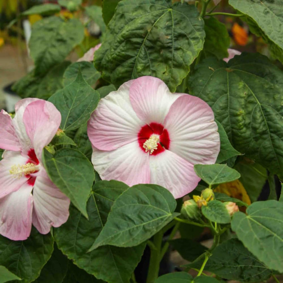 Set 2 Hardy Hibiscus Plants Live, Perennial Hibiscus Flower Trees 5-9 Inches, Outdoor Garden Planting - Pink Hibiscus