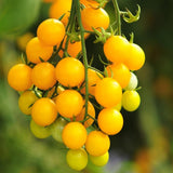 Lot 4 Tomato Plants Live for Planting Outdoors, Large and Juicy Tomatoes, Well Rooted, 6 to 8 Inch - Sun Sugar Tomato