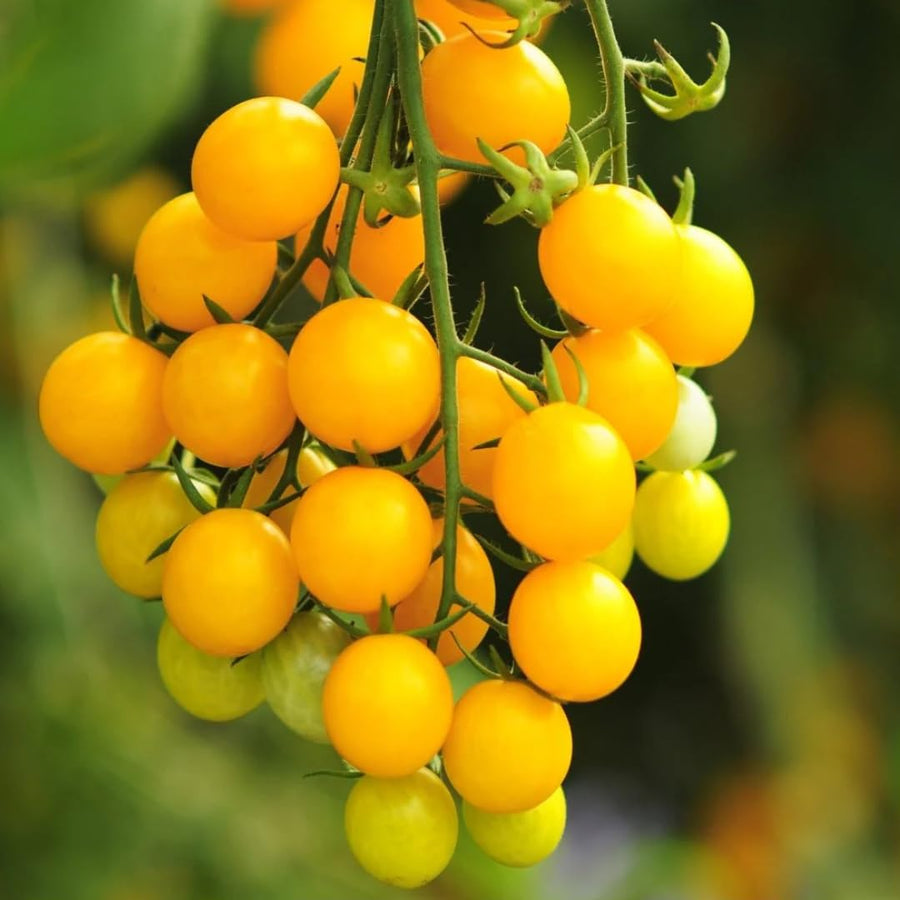 Lot 4 Tomato Plants Live for Planting Outdoors, Large and Juicy Tomatoes, Well Rooted, 6 to 8 Inch - Sun Sugar Tomato