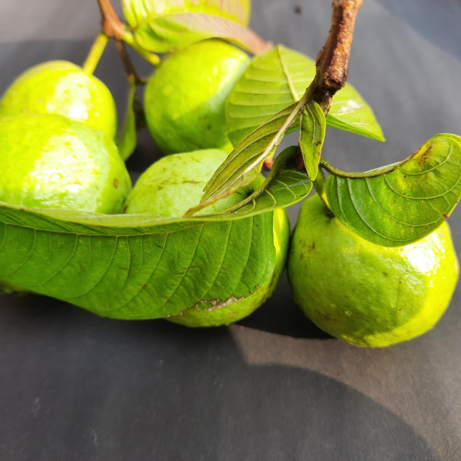 Guava Tree Plant Live, White Guava Plant, 6 to 10 Inc Long, Indoor Outdoor Backyard Fruit Tree