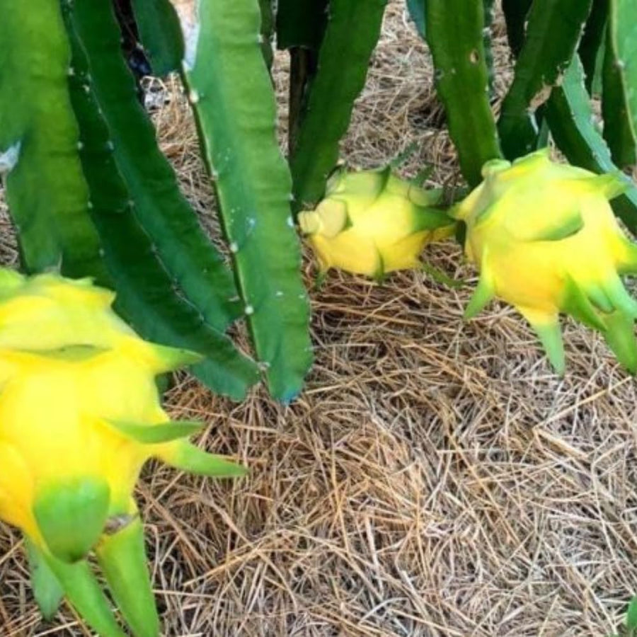 Yellow Dragon Fruit Plant Live Pot 4 Inc, Dragon Fruit Tree Gardening