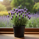 Lavender Plant Live in 3'' Pot, Fragrant Lavender Flowering Herb for Indoor Outdoor Planting, Ready to Grow (Spanish Lavender)