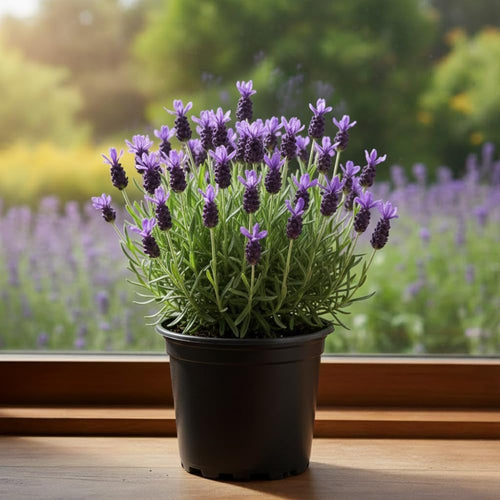 Lavender Plant Live in 3'' Pot, Fragrant Lavender Flowering Herb for Indoor Outdoor Planting, Ready to Grow (Spanish Lavender)