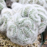 White Cactus Live Plant in 4" Pot, Rare Cactus Succulent for Home Décor, Indoor Outdoor Growing