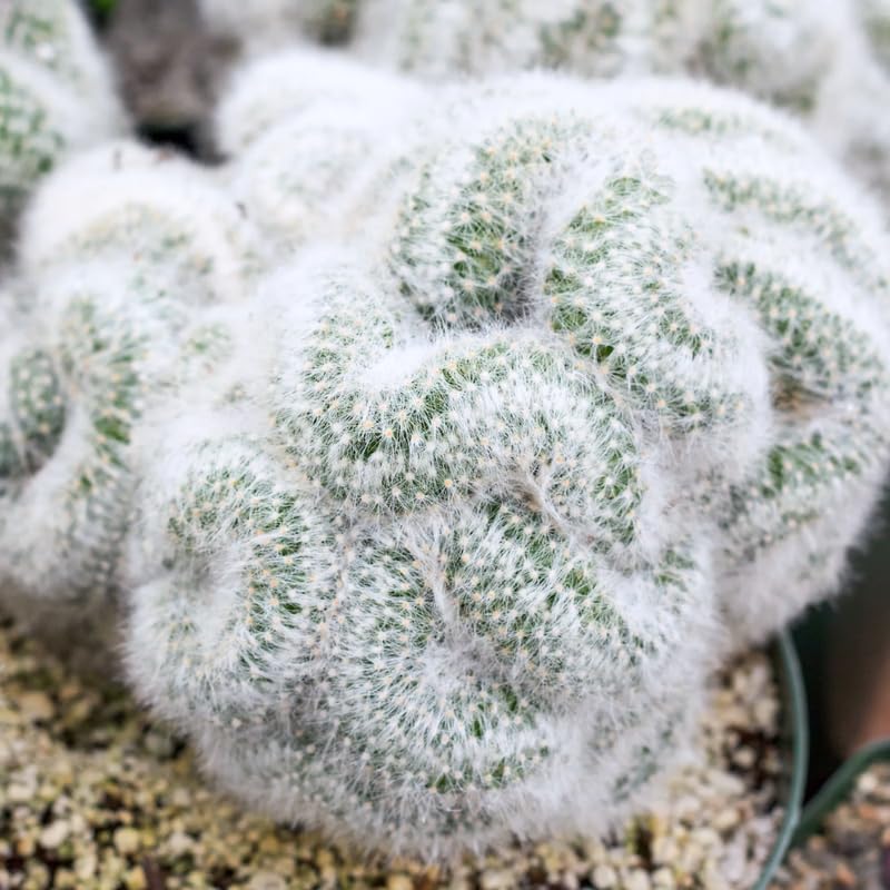 White Cactus Live Plant in 4" Pot, Rare Cactus Succulent for Home Décor, Indoor Outdoor Growing