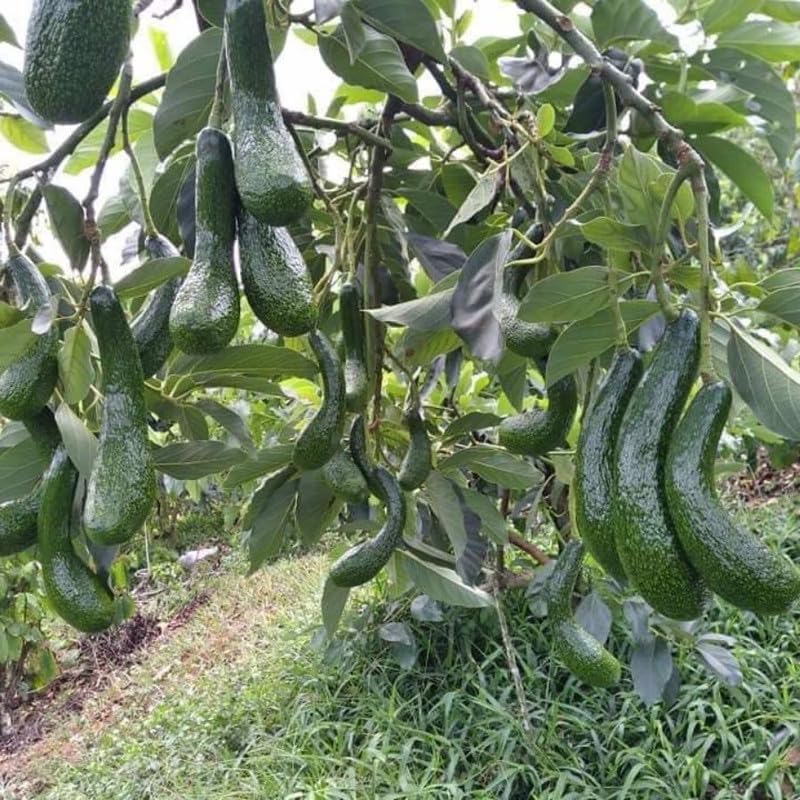 Long Neck Avocado Tree 3 Feet Up, Russell Long Neck Avocado Fruit Tree Live Plant, Ready to Grow
