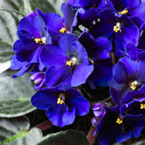 Blue African Violets Live Plant in 4" Pot, Starter African Violet for HouseplantIndoor Outdoor Home Decor