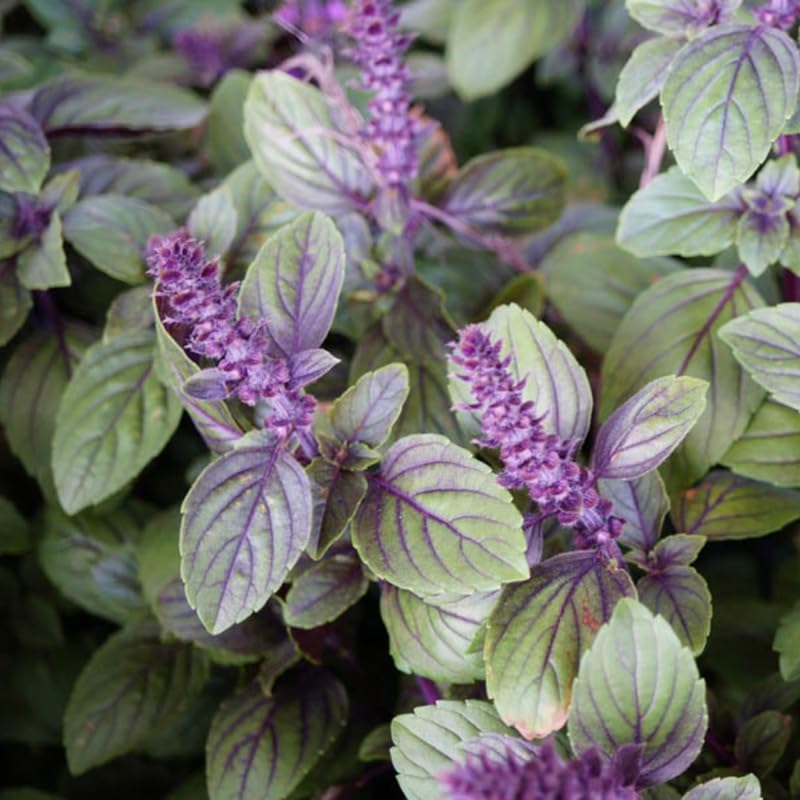 African Blue Basil Plant, Perennial Basil Plant Live, 4-6" Fragrant Leaves Live Herb Plants Potted for Planting in Container, Home Garden