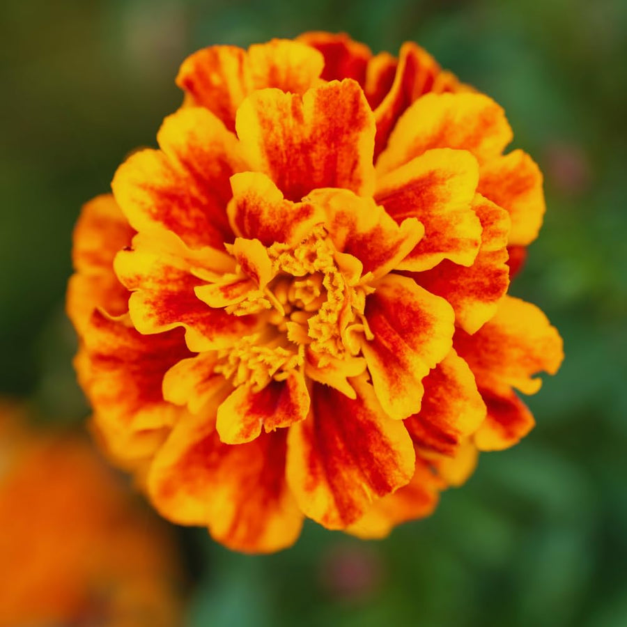 Orange Red Marigold Plants Live, 3 Starter Plant, Live Marigold Flower Plants Indoor or Outdoors Growing Planting Gardening