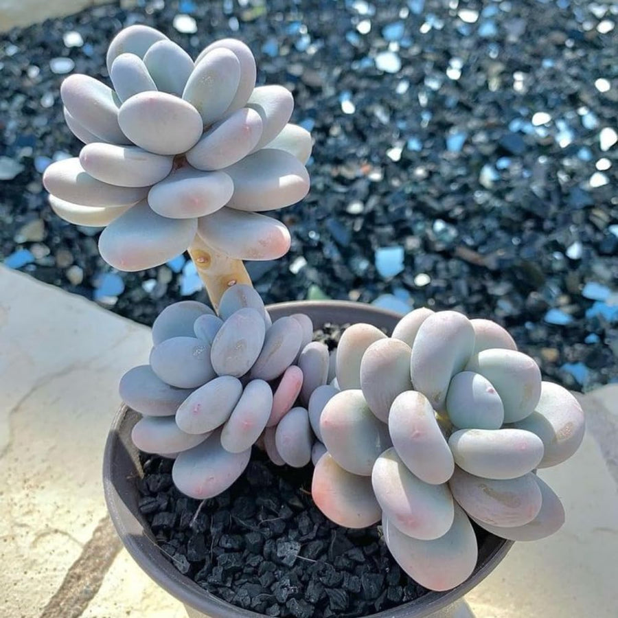 Succulent Plant Live, Live Indoor Outdoor Succulent Plant, 2 Inch Pot, Low-Maintenance Decorative Houseplant (Blue Succulent)