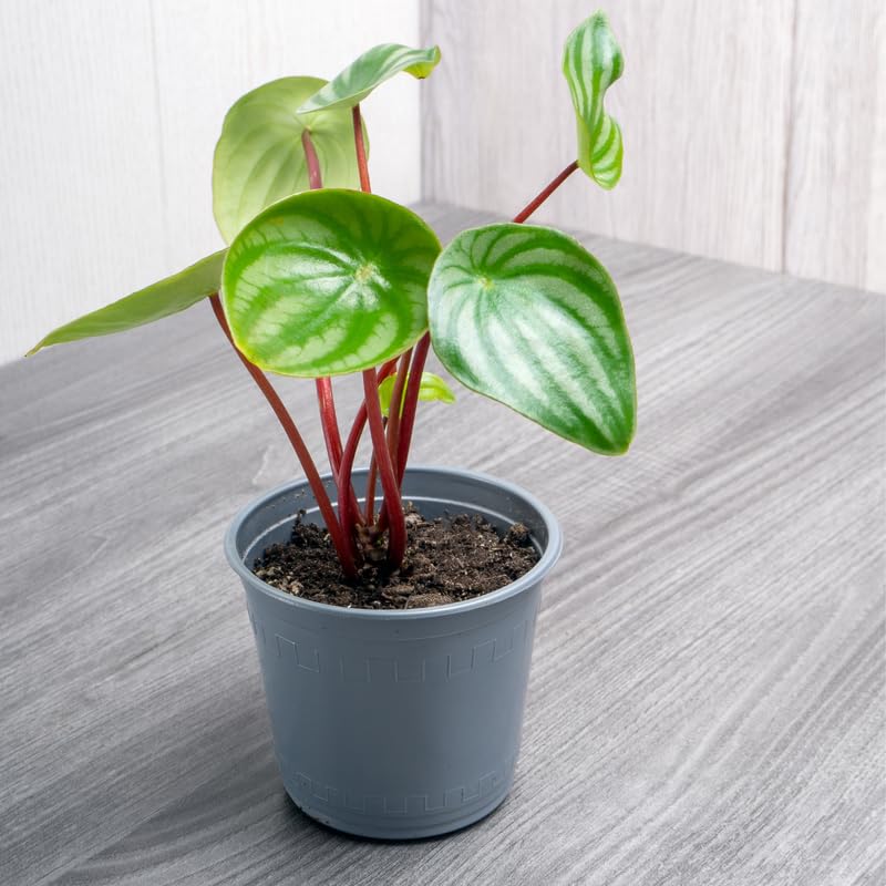 Watermelon Peperomia Live Plant, Easy-Care Houseplant in 4" Pot, Live Peperomia Plants for Indoor Gardens