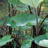 Combo 4 Mixed Colocasia Plants Live, Elephant Ear Caladium Esculenta Colocasia Plants, Pink, Red, Black Stems or Leaf, 4 to 8 Inc Tall