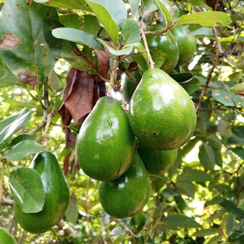 Green Brown Avocado Live Plant 3ft Tall in 1 Gallon, Grafted Avocado Tree Plant, Fruit Plants for Your Garden