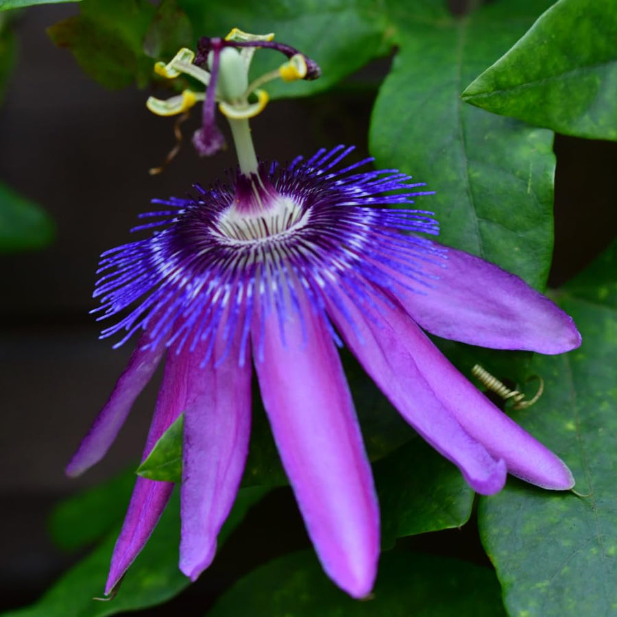Lavender Passion Flower Plant - Lavender Passion Flower Vine Live Plant - Size 5 to 7 Inch Tall, Passiflora Flowers Starter Plant, Without Pot