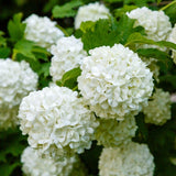 2 Snowball Bush Live Plant in Pot, Snowball Viburnum Tree 4-6 Inches Tall, Flowering Viburnum Shrub for Outdoor Gardens and Walkways