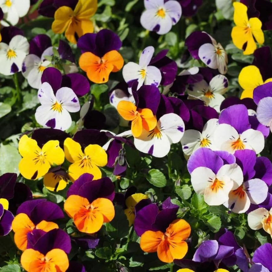 Pansy Plant Live in 4 Inch Pot, Random Pansy Live Plant, Vibrant Flower Plant for Outdoor Indoor Garden, 4-5'' Tall, Ready to Grow