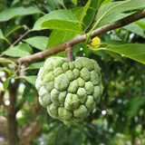 Sugar Apple Plant Live, 8 Inches Tall in 3 Inch Pot, Annona Squamosa Tropical Fruit Tree for Indoor or Outdoor Growing