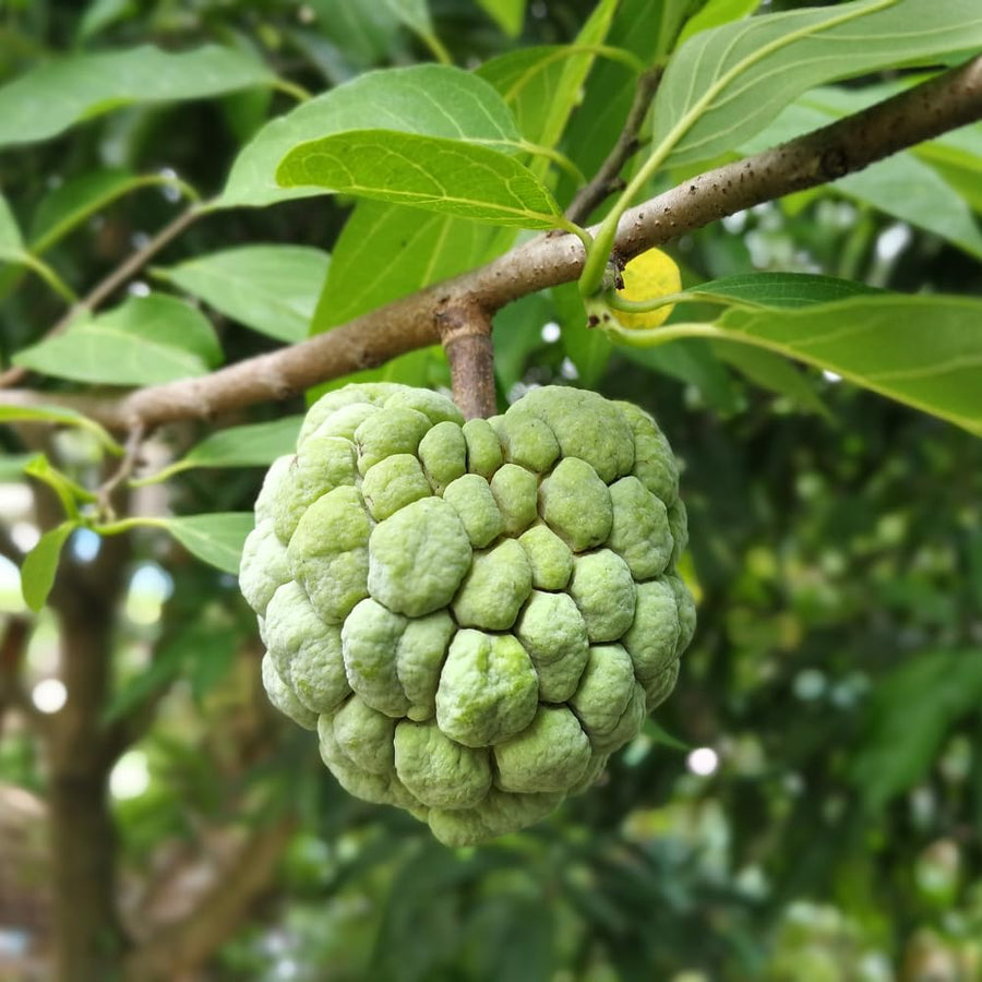 Sugar Apple Plant Live, 8 Inches Tall in 3 Inch Pot, Annona Squamosa Tropical Fruit Tree for Indoor or Outdoor Growing