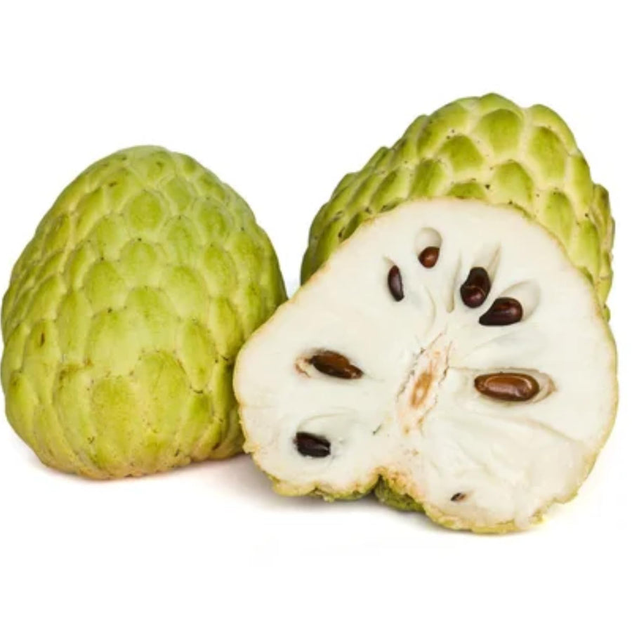 Live Custard Apple Tree, 2-3 Feet Tall Sugar Apple Fruit Plant in 1 Gallon Pot